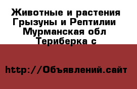 Животные и растения Грызуны и Рептилии. Мурманская обл.,Териберка с.